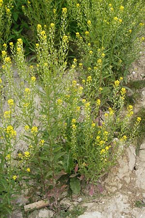 Erysimum virgatum \ Steifer Sch�terich / Hawkweed-Leaved Treacle Mustard, D Eching 25.7.2015