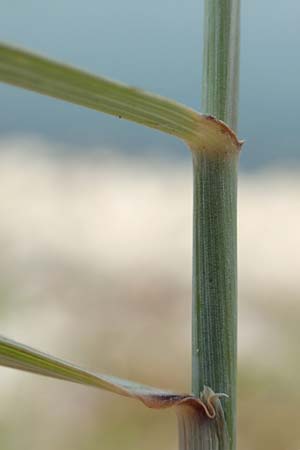 Elymus hispidus \ Graugr�ne Quecke / Intermediate Wheatgrass, D Philippsburg 7.7.2018