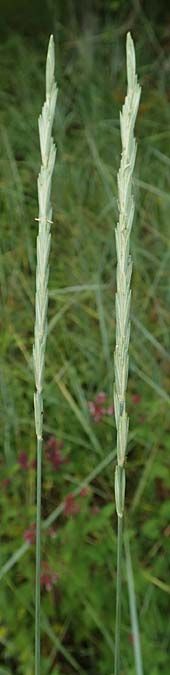Elymus hispidus \ Graugr�ne Quecke / Intermediate Wheatgrass, D Istein 16.7.2019
