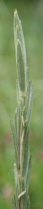 Elymus hispidus \ Graugr�ne Quecke / Intermediate Wheatgrass, D Istein 16.7.2019