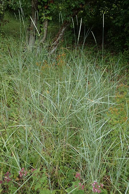 Elymus hispidus \ Graugr�ne Quecke / Intermediate Wheatgrass, D Istein 16.7.2019