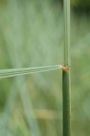Elymus hispidus \ Graugr�ne Quecke / Intermediate Wheatgrass, D Istein 16.7.2019