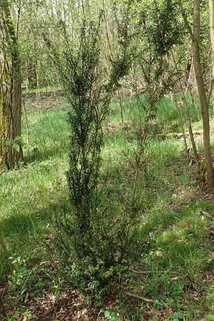 Taxus baccata, Eibe