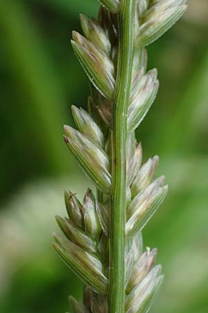 Eleusine indica \ Fingerhirse, Korakan / Indian Goose-Grass, Wire-Grass, D Karlsruhe 6.10.2022