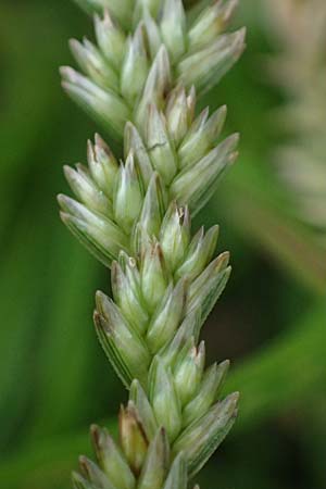 Eleusine indica \ Fingerhirse, Korakan / Indian Goose-Grass, Wire-Grass, D Karlsruhe 6.10.2022