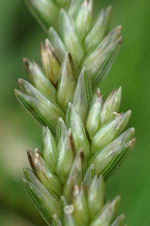 Eleusine indica \ Fingerhirse, Korakan / Indian Goose-Grass, Wire-Grass, D Karlsruhe 6.10.2022