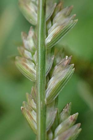 Eleusine indica \ Fingerhirse, Korakan / Indian Goose-Grass, Wire-Grass, D Karlsruhe 6.10.2022