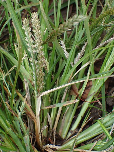 Eleusine indica \ Fingerhirse, Korakan / Indian Goose-Grass, Wire-Grass, D Karlsruhe 6.10.2022