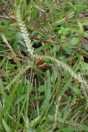 Eleusine indica \ Fingerhirse, Korakan / Indian Goose-Grass, Wire-Grass, D Karlsruhe 6.10.2022