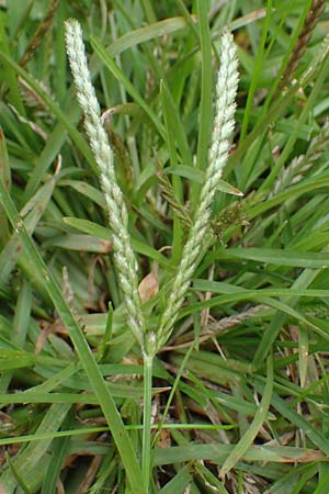 Eleusine indica \ Fingerhirse, Korakan / Indian Goose-Grass, Wire-Grass, D Karlsruhe 6.10.2022