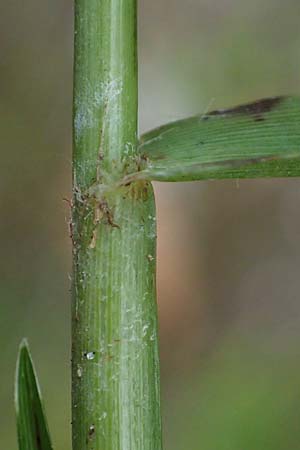 Eleusine indica \ Fingerhirse, Korakan / Indian Goose-Grass, Wire-Grass, D Karlsruhe 6.10.2022