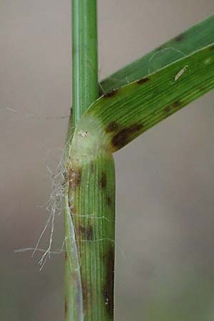 Eleusine indica \ Fingerhirse, Korakan / Indian Goose-Grass, Wire-Grass, D Karlsruhe 6.10.2022