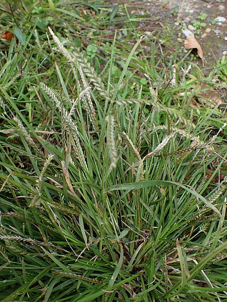 Eleusine indica \ Fingerhirse, Korakan / Indian Goose-Grass, Wire-Grass, D Karlsruhe 6.10.2022