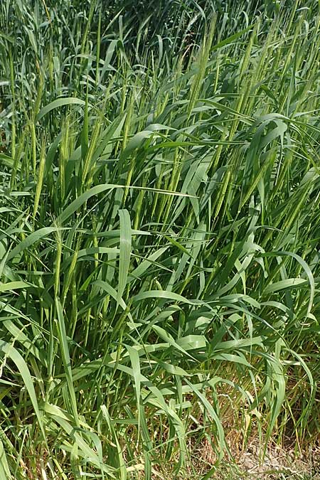 Triticum monococcum \ Einkorn, Kleiner Spelz / Einkorn Wheat, D Mannheim 3.6.2023