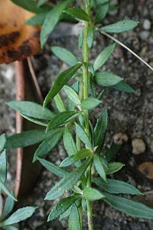 Erigeron karvinskianus / Mexican Fleabane, D Mannheim 15.10.2025