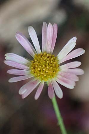 Erigeron karvinskianus / Mexican Fleabane, D Mannheim 15.10.2025
