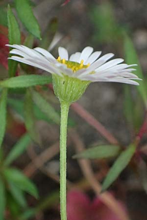 Erigeron karvinskianus / Mexican Fleabane, D Mannheim 15.10.2025