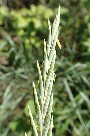 Elymus campestris \ Feld-Quecke / Couch, D Neuburgweier 5.6.2018