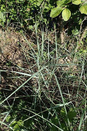 Elymus campestris \ Feld-Quecke / Couch, D Neuburgweier 5.6.2018