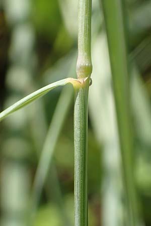 Elymus campestris \ Feld-Quecke / Couch, D Neuburgweier 5.6.2018