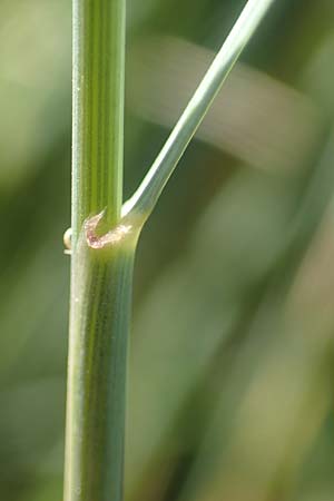 Elymus campestris \ Feld-Quecke / Couch, D Neuburgweier 5.6.2018