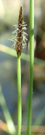 Eleocharis palustris \ Gew�hnliche Sumpfbinse, Gemeine Sumpfsimse / Common Spike Rush, D Hochheim am Main 20.6.2018
