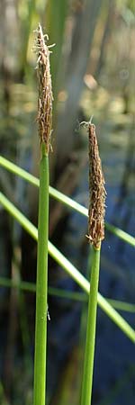 Eleocharis palustris \ Gew�hnliche Sumpfbinse, Gemeine Sumpfsimse / Common Spike Rush, D Hochheim am Main 20.6.2018