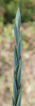 Elymus repens \ Kriechende Quecke / Couch Grass, D Germersheim 4.6.2019