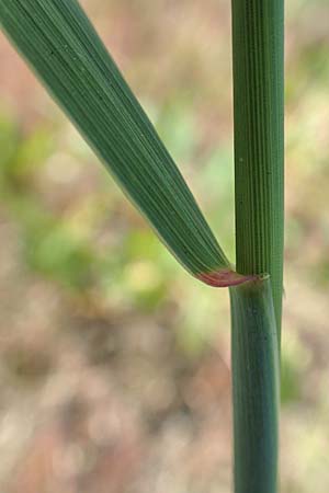 Elymus repens \ Kriechende Quecke / Couch Grass, D Germersheim 4.6.2019