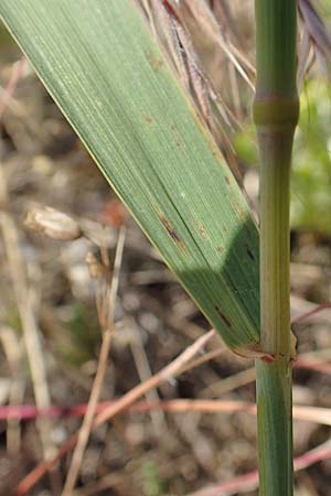 Elymus repens \ Kriechende Quecke / Couch Grass, D Germersheim 4.6.2019
