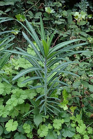 Euphorbia lathyris \ Kreuzbl�ttrige Wolfsmilch / Caper Spurge, D Ettlingen 6.10.2022