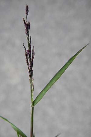 Eragrostis multicaulis \ Vielst�ngeliges Liebesgras, Japanisches Liebesgras / Japanese Love Grass, D Odenwald, Unterflockenbach 27.6.2015