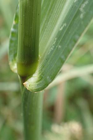Echinochloa muricata ? \ Stachel-H�hnerhirse, Borstige H�hnerhirse / Awned Barnyard Grass, American Barnyard Grass, D Werne 11.7.2018