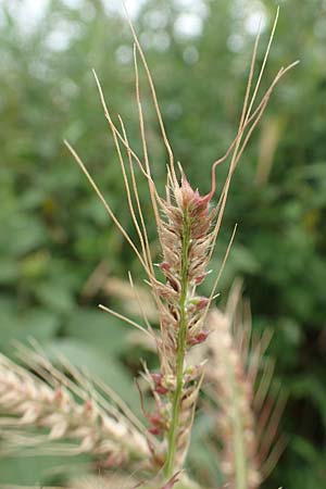 Echinochloa muricata ? \ Stachel-H�hnerhirse, Borstige H�hnerhirse / Awned Barnyard Grass, American Barnyard Grass, D Werne 11.7.2018
