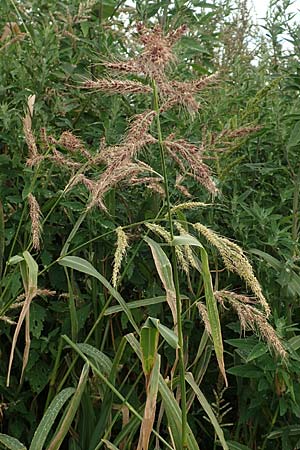 Echinochloa muricata ? \ Stachel-H�hnerhirse, Borstige H�hnerhirse / Awned Barnyard Grass, American Barnyard Grass, D Werne 11.7.2018