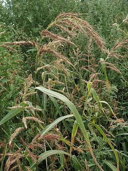 Echinochloa muricata ? \ Stachel-H�hnerhirse, Borstige H�hnerhirse / Awned Barnyard Grass, American Barnyard Grass, D Werne 11.7.2018
