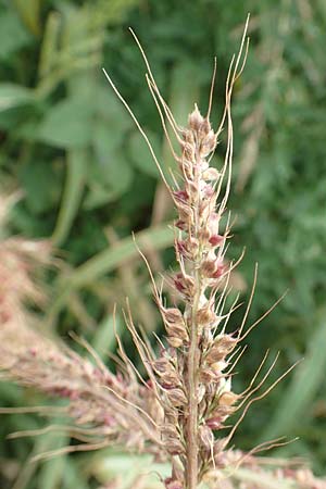 Echinochloa muricata ? \ Stachel-H�hnerhirse, Borstige H�hnerhirse / Awned Barnyard Grass, American Barnyard Grass, D Werne 11.7.2018