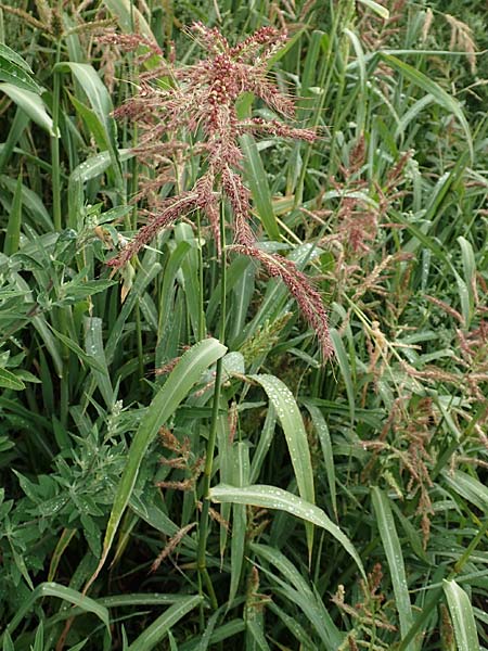 Echinochloa muricata ? \ Stachel-H�hnerhirse, Borstige H�hnerhirse / Awned Barnyard Grass, American Barnyard Grass, D Werne 11.7.2018