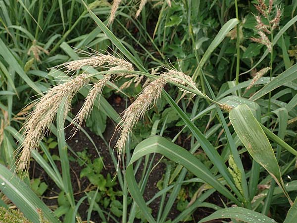 Echinochloa muricata ? \ Stachel-H�hnerhirse, Borstige H�hnerhirse / Awned Barnyard Grass, American Barnyard Grass, D Werne 11.7.2018