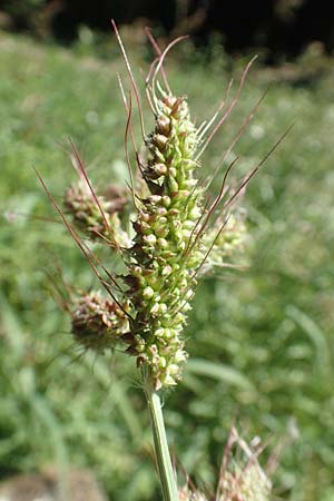 Echinochloa muricata ? \ Stachel-H�hnerhirse, Borstige H�hnerhirse / Awned Barnyard Grass, American Barnyard Grass, D Reichenbach an der Fils 19.7.2018