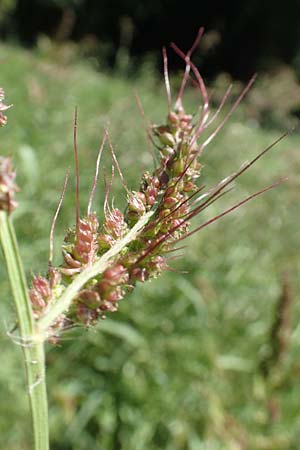 Echinochloa muricata ? \ Stachel-H�hnerhirse, Borstige H�hnerhirse / Awned Barnyard Grass, American Barnyard Grass, D Reichenbach an der Fils 19.7.2018