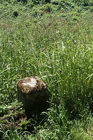 Echinochloa muricata ? \ Stachel-H�hnerhirse, Borstige H�hnerhirse / Awned Barnyard Grass, American Barnyard Grass, D Reichenbach an der Fils 19.7.2018