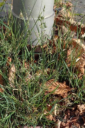 Eragrostis multicaulis \ Vielst�ngeliges Liebesgras, Japanisches Liebesgras / Japanese Love Grass, D Heidelberg 10.11.2021