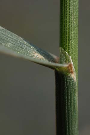 Eragrostis multicaulis \ Vielst�ngeliges Liebesgras, Japanisches Liebesgras / Japanese Love Grass, D Heidelberg 10.11.2021