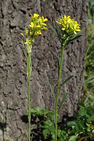 Erysimum marschallianum, Hard Wallflower