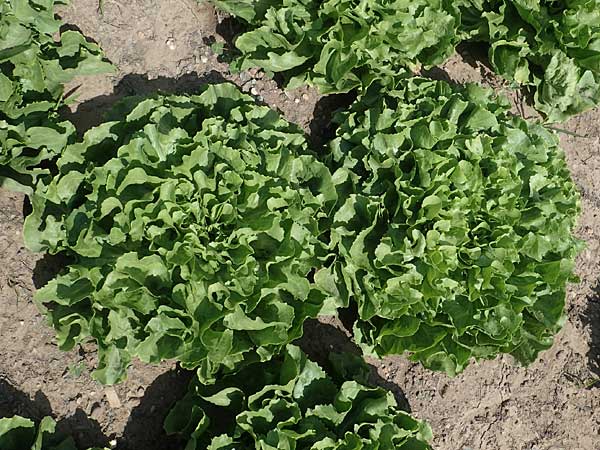 Cichorium endivia / Endive, Chicory, D Mannheim 3.6.2023