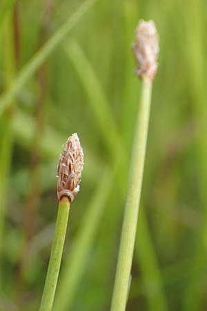 Eleocharis ovata \ Eif�rmige Sumpfbinse / Ovate Spike Rush, D Kehl 23.7.2016