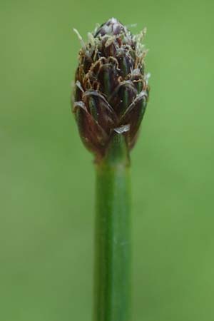 Eleocharis ovata \ Eif�rmige Sumpfbinse / Ovate Spike Rush, D Kaiserslautern 7.7.2021