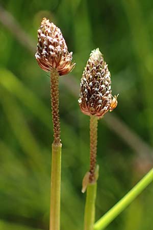 Eleocharis ovata \ Eif�rmige Sumpfbinse / Ovate Spike Rush, D Kaiserslautern 15.8.2021