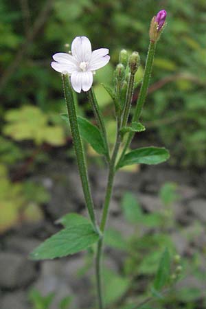 Epilobium parviflorum \ Kleinbl�tiges Weidenr�schen / Hoary Willowherb, Small-Flowered Willowherb, D Germersheim-Lingenfeld 28.7.2007